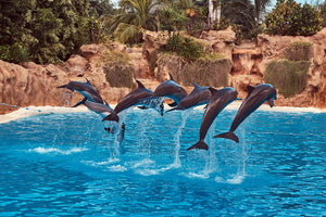 Dolphins: The Enchanting Ocean Acrobats